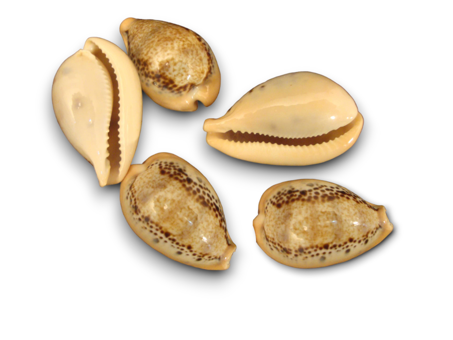 CYPRAEA HUNGERFORDI SOWERBY 04cm pack 25