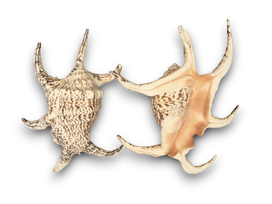 LAMBYS CHIRAGRA MACHO 18-20cm