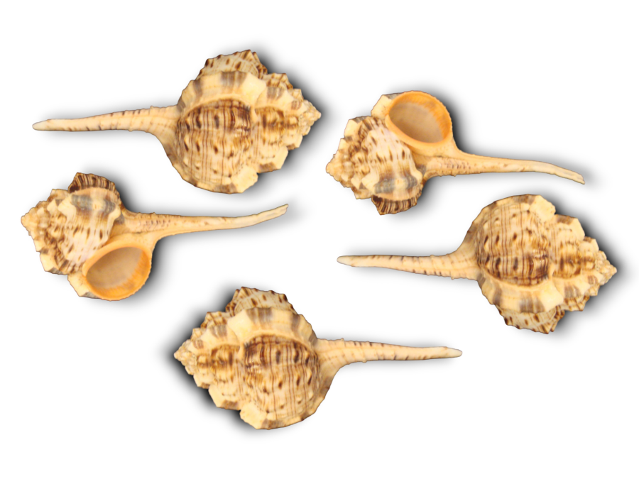 MUREX HAUSTELLUM 10cm pack 25