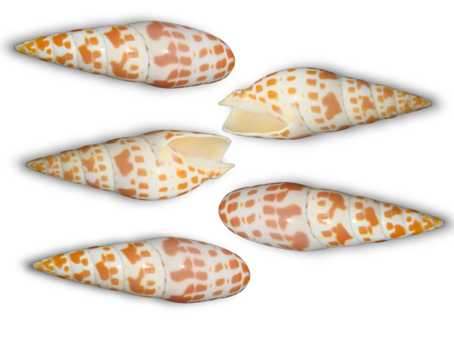 MITRA EPISCOPALIS 10-11cm pack 25