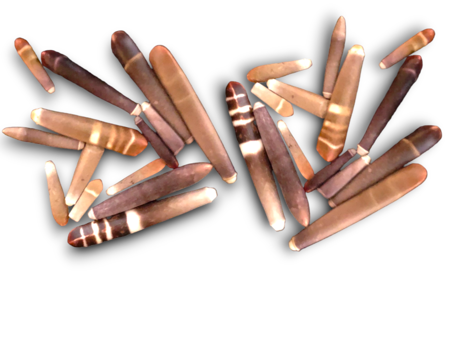 PUNTAS HETEROCENTROTUS