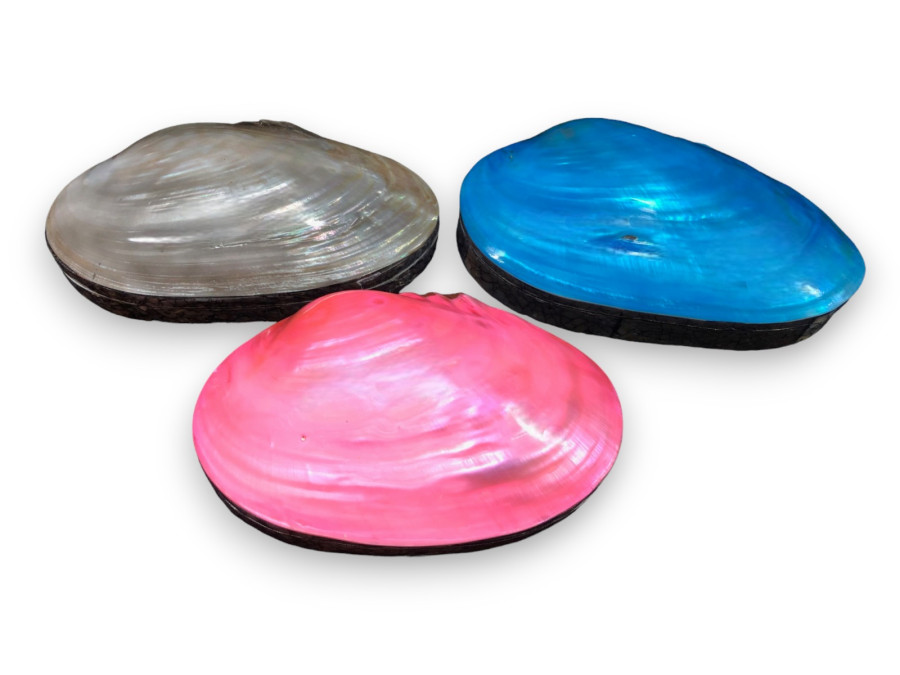 CAJA SHELL MASEO COLORES 18cm