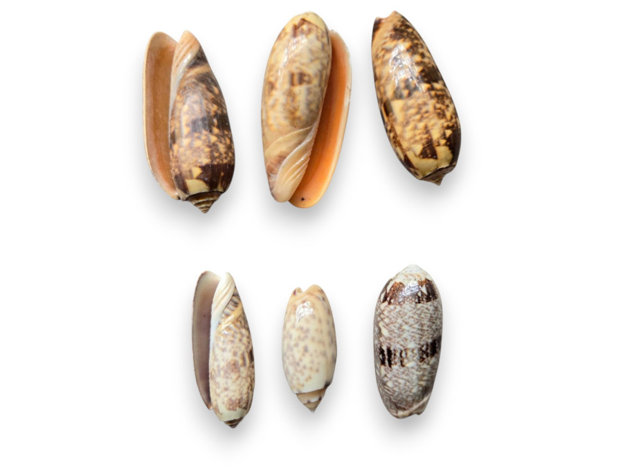 OLIVA MINEACEA pack 25