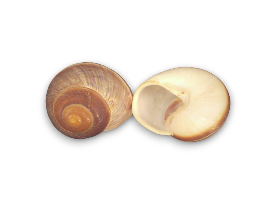 LAND SNAIL JUMBO 08cm pack 25