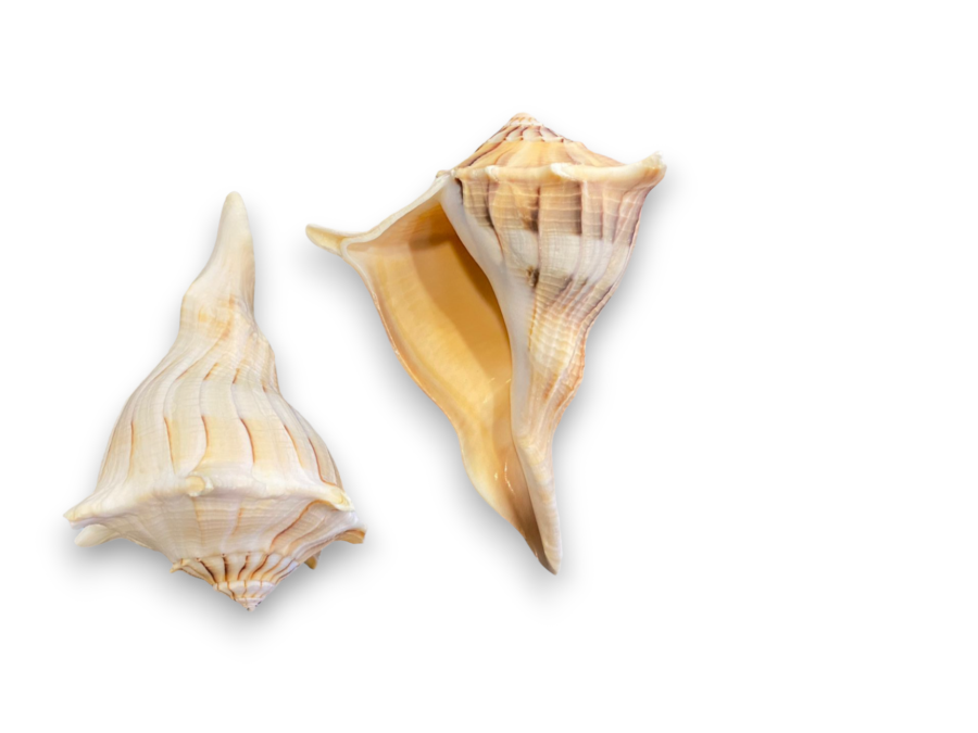 BUSICUM CONTRARIUM 10-11cm