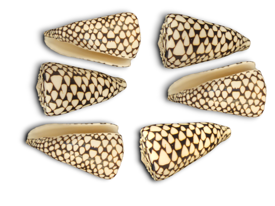 CONUS MARMOREUS 08cm pack 25