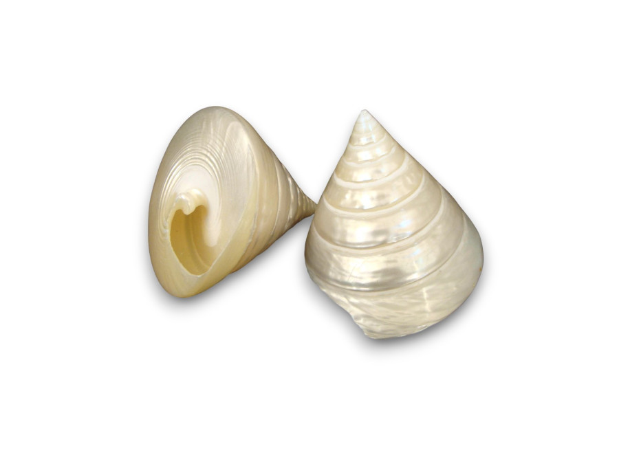 TROCHA NACAR 05cm pack 25