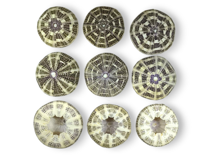 ERIZO ALFONSO 7-8cm ( Pack 20pcs)