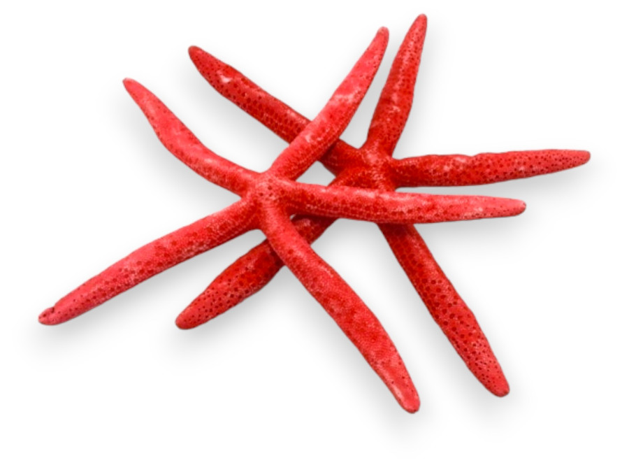 ESTRELLA DEDOS ROJA 25cm