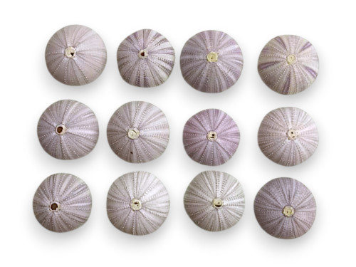 ERIZO LILA 07-08cm (bolsa 12und)