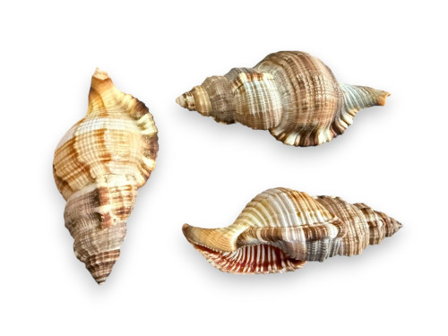 CYMATIUM PILEARIS 08-10cm