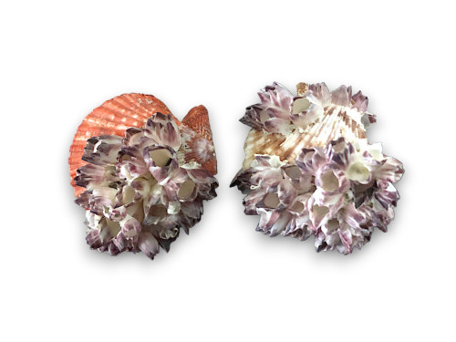 PECTEN NOBILIS BERNACLES 09cm pack 12