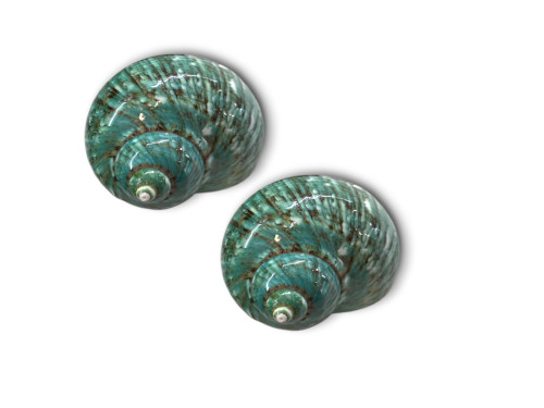 TURBO VERDE IMPERIAL 7,50cm pack 5