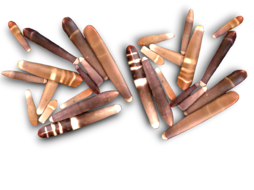 PUNTAS HETEROCENTROTUS