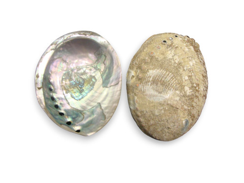 HALIOTIS FULGENS pack 5