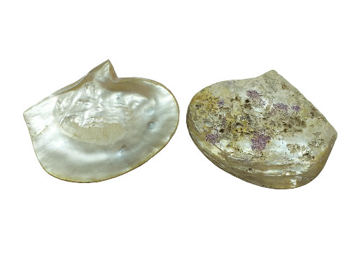 MADREPERLA BARROCA 20cm