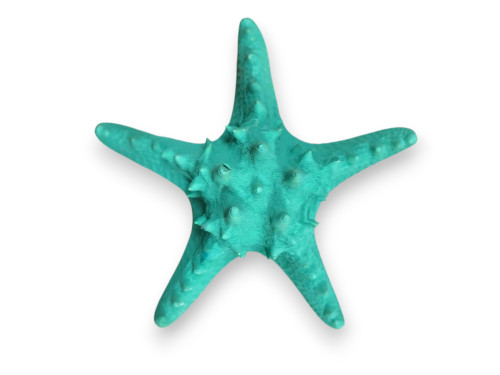 ESTRELLA FILIPINA AQUA18cm