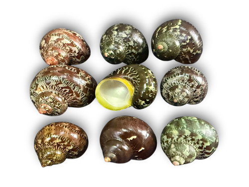 TURBO PETHOLATUS PULIDO 06cm pack 25