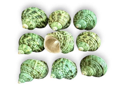 TURBO TURQUESA NATURAL 06cm pack 25