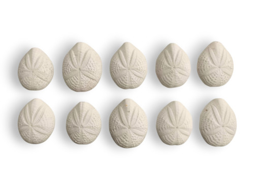 ERIZO BISCUIT 05cm pack 25