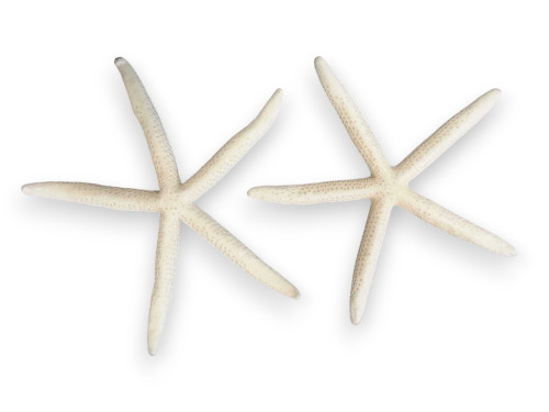 ESTRELLA DEDOS BLANCO NATURAL